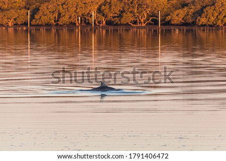 Sunset waterscape and dophin swimming in Tilligerry Creek at Lemon Tree Passage in Port Stephens, NSW, Australia.