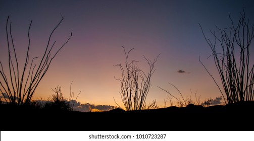 Sunset In The West Texas Badlands With Ocotillo Silhouettes.