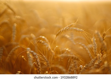 Sunset wheat golden field in the evening. Growth nature harvest. Agriculture farm. - Shutterstock ID 1932868892