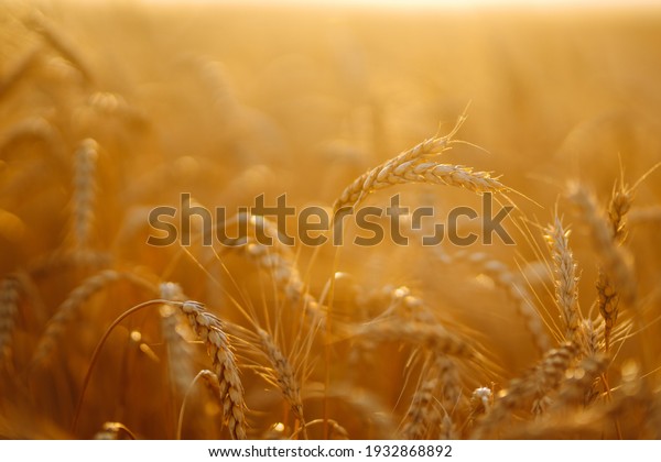 Sunset wheat golden field in the\
evening. Growth nature harvest. Agriculture\
farm.