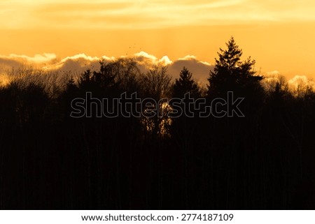 At sunset when the sun hides behind the silhouettes of trees but still can be seen on a beautiful orange colored evening in the forest at golden hour 