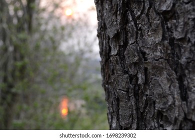  It is sunset which can I see through the trees