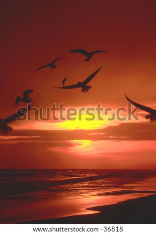 Similar – Image, Stock Photo Florida birds Sunset Beach