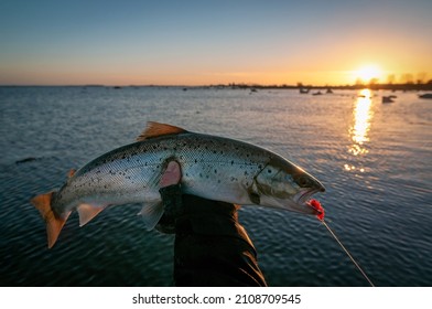 Sunset winter fishing for sea trouts