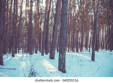 Sunset in a winter forest. - Shutterstock ID 540335116
