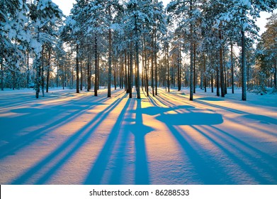 Sunset in a winter forest.
