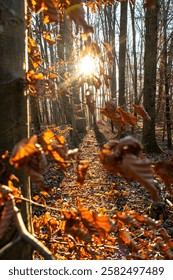 Sunset in the wintry forest 
