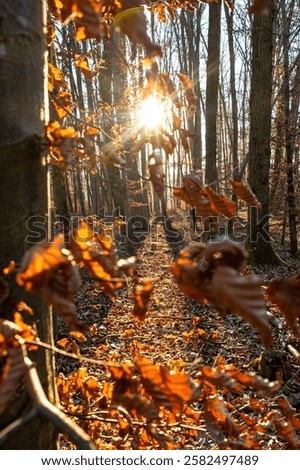 Sunset in the wintry forest 