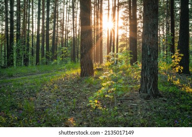 Sunset In The Woods, Country Road, Nature Forest Background