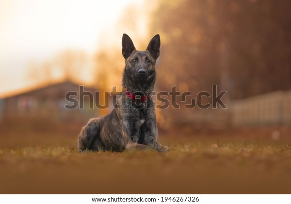 Sunset young female\
dutch shepherd dog 