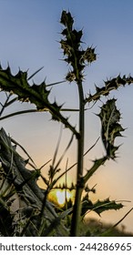 Sunsetting in the background of thistle 