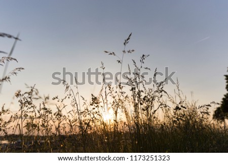 Similar – Dune grass in the evening sun