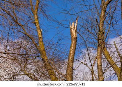 Sunshine After The Strong Winter Storm Shows The Forest Damage And Tree Breakage