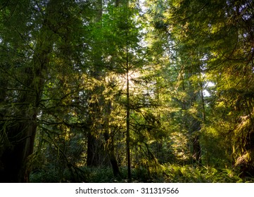 Sunshine bursting through the canopy & around a tree creating a silhouette & backlighting the leaves at Cathedral Grove, Vancouver Island, Canada, 