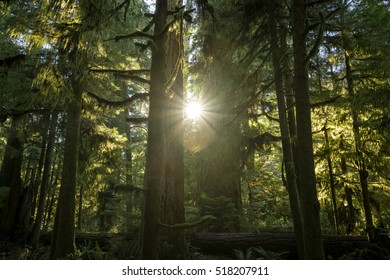 Sunshine bursting through the canopy & through trees, creating silhouettes & backlighting the leaves at Cathedral Grove, Vancouver Island, Canada