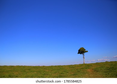 Sunshine Coast Hinterland , Lonly Tree 