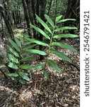 The Sunshine Coast may be home to the Ginger Factory, but it is also home to 2 species of native ginger, Alpinia caerulea and Alpinia arundelliana. Australian ginger plant was found at Point Arkwright