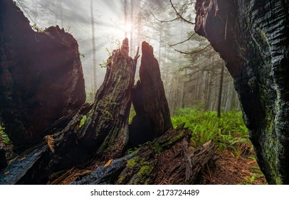 Sunshine in a dark forest. Sunshine in forest. Forest sunshine. Sunshine in dark forest landscape - Shutterstock ID 2173724489