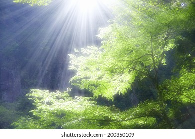 Sunshine Filtering Through Foliage