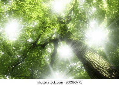 Sunshine Filtering Through Foliage
