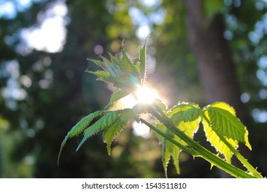 Sunshine filtering through the tree