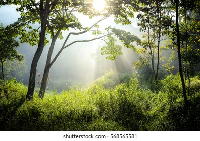 Sunshine In The Forest
Indonesia