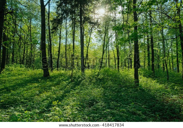 Sunshine Forest Trees Peaceful Outdoor Scene Stock Photo Edit Now