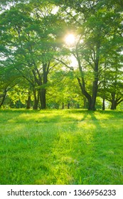 sunshine garden in the morning - Shutterstock ID 1366956233