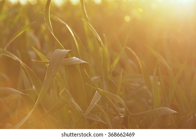 Sunshine going thru the grass
