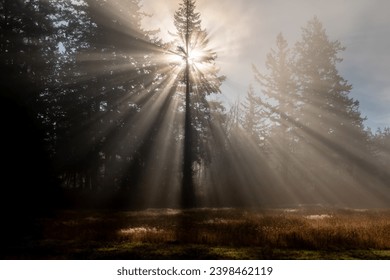 Sunshine light rays streaming through a fir tree on a foggy morning.   Beautiful light emerges from the morning sun on this island in the Pacific Northwest during the autumn season.