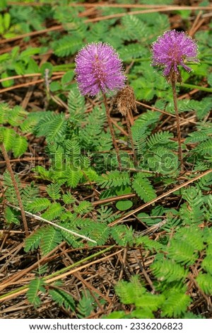 Sunshine Mimosa, Mimosa strigillosa, is a groundcover plant that is native to the south. It has vibrant pink flowers and fern-like foliage that folds when touched, giving it the name sensitive plant.
