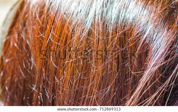 Sunshine On Dark Brown Burgundy Red Royalty Free Stock Image