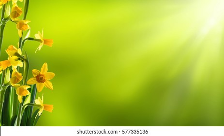 sunshine on easter flowers, empty abstract blurred spring background, time of spring awakening, floral concept with copy space