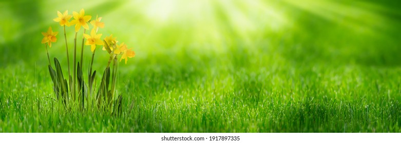 sunshine on flower meadow in springtime, daffodils in spring meadow, beauty in nature, floral happy easter background with yellow narcissus
