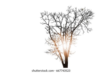 Sunshine on the leafless tree