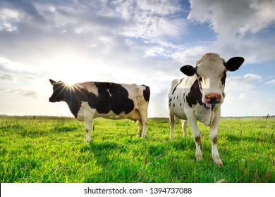 sunshine over cows on green summer pasture, Netherlands