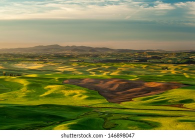 Sunshine Over Crop Fields In Palouse Hills, Washington, USA