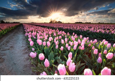 Sunshine Over Field With Pink Tulips, Holland