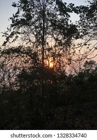 Sunshine over trees