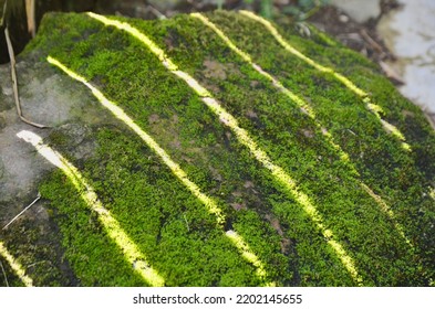 Sunshine Pattern On Soft Rock Moss In Tropical Forest