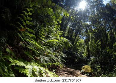 Sunshine rays pouring through the canopy of forest in Canary Islands, La Palma 