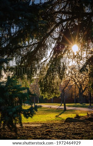 Sunshine shining through spring trees