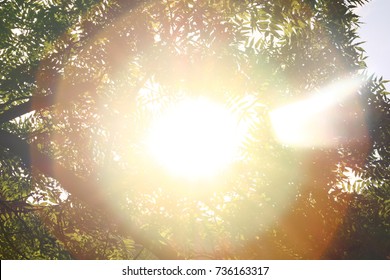 Sunshine. Sky. Bright sun in the sky. Sunlight circles. A solar circle, a bright solar flare, rays in green branches, rays in green trees. Sunset. Sun in the garden. 