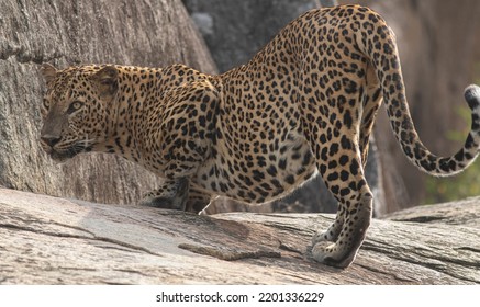 Sunshine And Sunlight On The Face Of A Leopard; Leopard In The Sun Walking On A Rock; Leopard Spots And Spot Pattern; Wild Cat Gracefully Walking; Sri Lankan Leopard From Yala NP In Sri Lanka