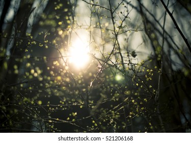 Sunshine through branches , sunlight in trees forest background, sunlight, nature