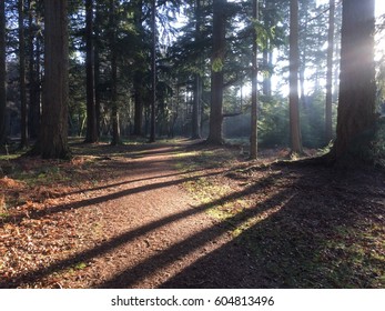 Sunshine through the forest