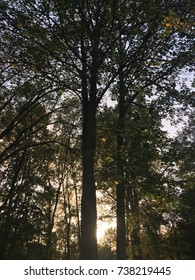 Sunshine through Forest Trees