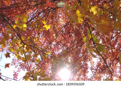 sunshine through orange fall leaves with blue sky in the background 