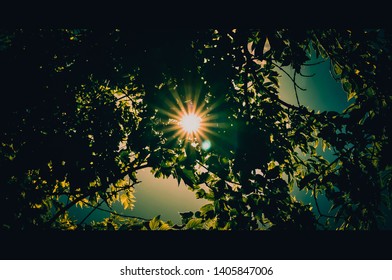 Sunshine through the Summer Trees