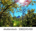 Sunshine through the Trees 